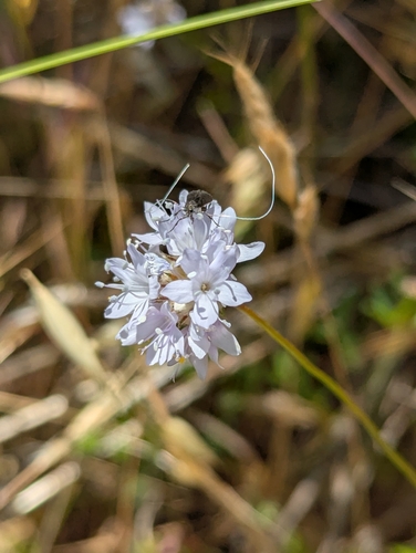 Adela singulella photo 3
