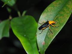 Themus uniformis