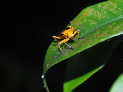 Themus uniformis