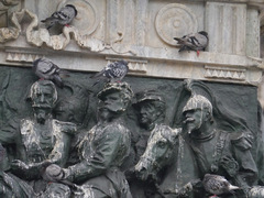 Columba livia domestica