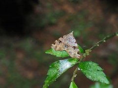 Chusaris nigromaculata