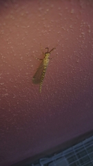 Gepus invisus