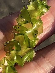 Ulva taeniata