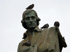 Columba livia domestica