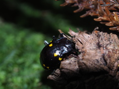 Sinocymbachus politus