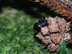 Sinocymbachus politus