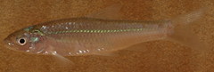 Notropis shumardi