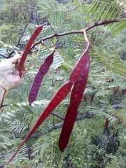 Leucaena esculenta
