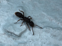 Pseudoneoponera rufipes