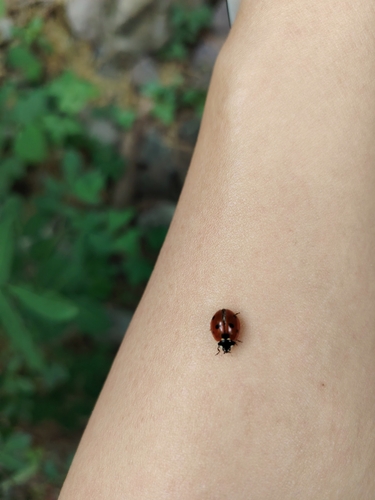 Seven-spotted Lady Beetle