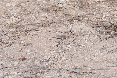 iNaturalist observation photo of Common Sagebrush Lizard