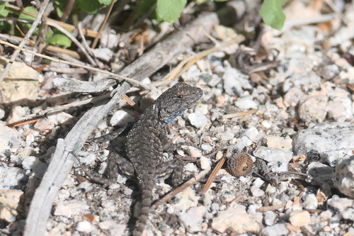 iNaturalist observation photo of Western Fence Lizard