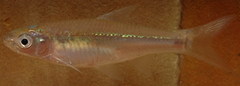 Notropis shumardi