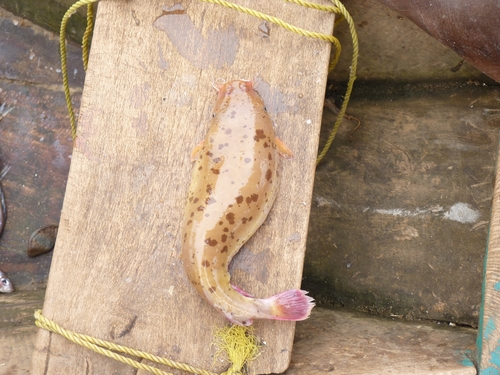 Tanganyika electric catfish (Malapterurus tanganyikaensis) — Malapteruridae — 3