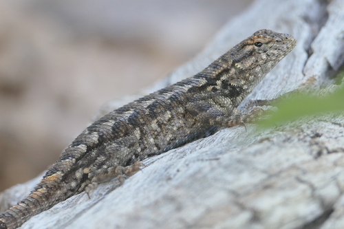 iNaturalist observation photo of Western Fence Lizard