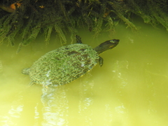 Trachemys venusta iversoni