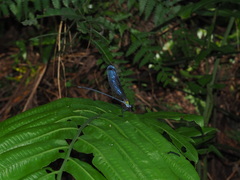 Psolodesmus mandarinus dorothea