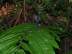 Psolodesmus mandarinus dorothea