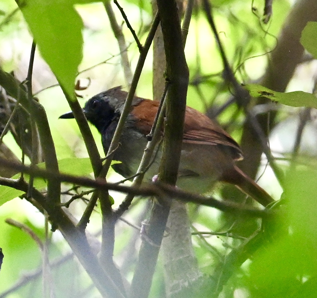 White-bellied Antbird (Myrmeciza longipes), photo 10