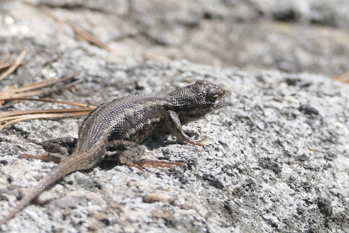 iNaturalist observation photo of Common Sagebrush Lizard