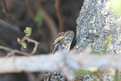 iNaturalist observation photo of Western Fence Lizard