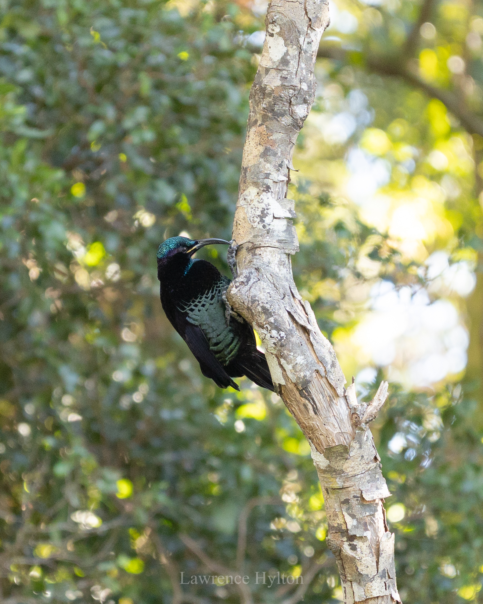Paradise Riflebird (Ptiloris paradiseus), photo 9