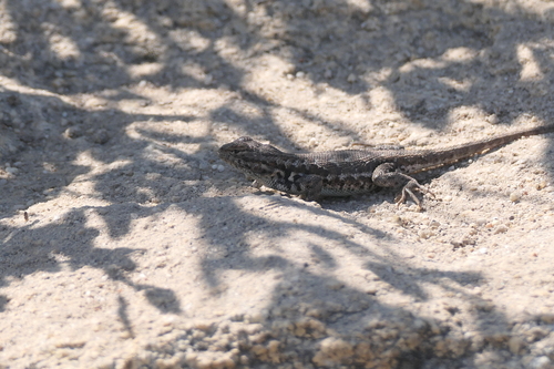 iNaturalist observation photo of Common Sagebrush Lizard