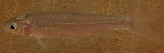 Notropis shumardi