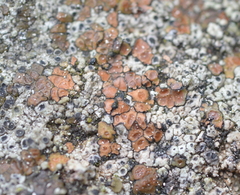 Acarospora americana