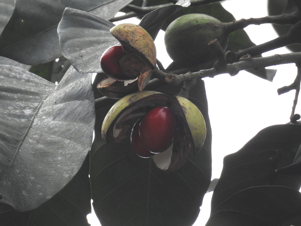 Prasoxylon excelsum (Prasoxylon excelsum)