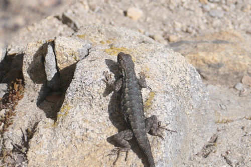 iNaturalist observation photo of Western Fence Lizard