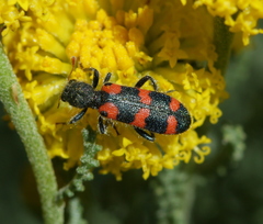 Trichodes leucopsideus