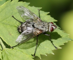 Microphthalma europaea
