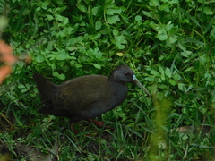 Plumbeous Rail photo 4