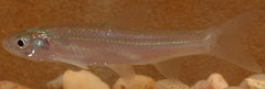 Notropis shumardi
