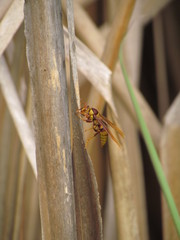 Polistes major