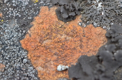 Ionaspis lacustris