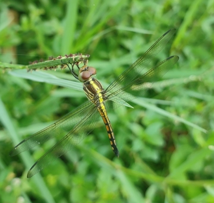Yellow-Tailed Ashy Skimmer
