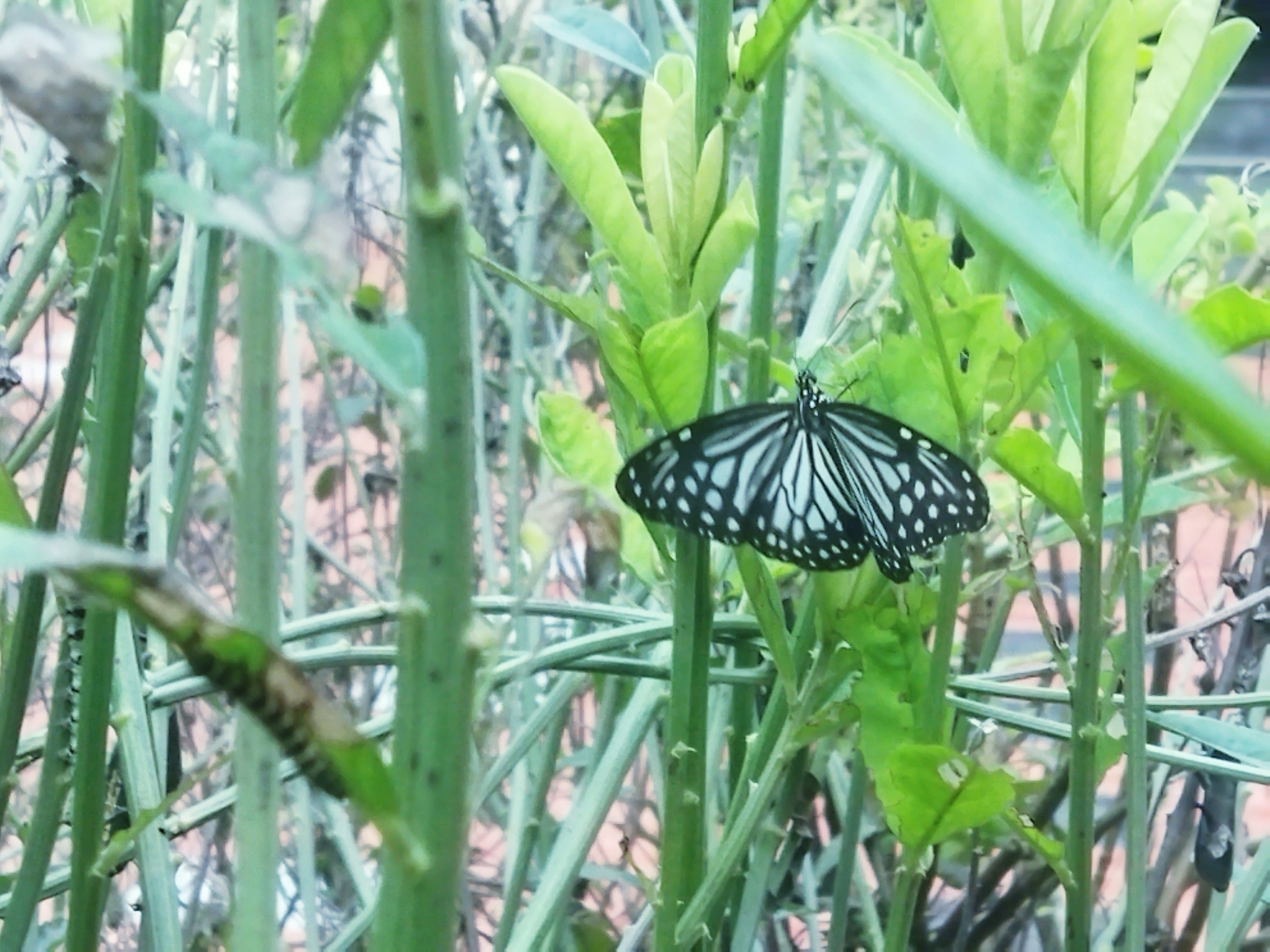 Glassy Tiger