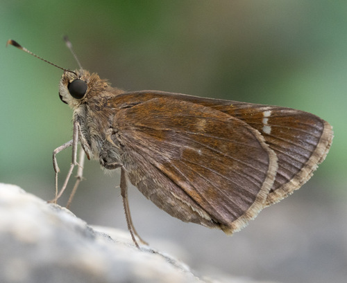 Clouded Skipper, Lady Bird Johnson Wildflower Center, 4801 La Crosse Ave, Austin, TX 78739, USA, photo 6 of 10