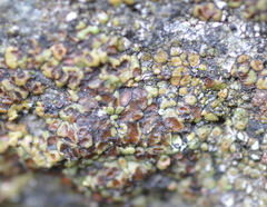 Acarospora americana