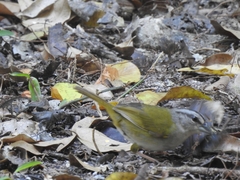 Arremonops chloronotus