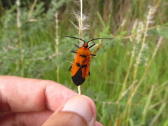 Oncopeltus varicolor