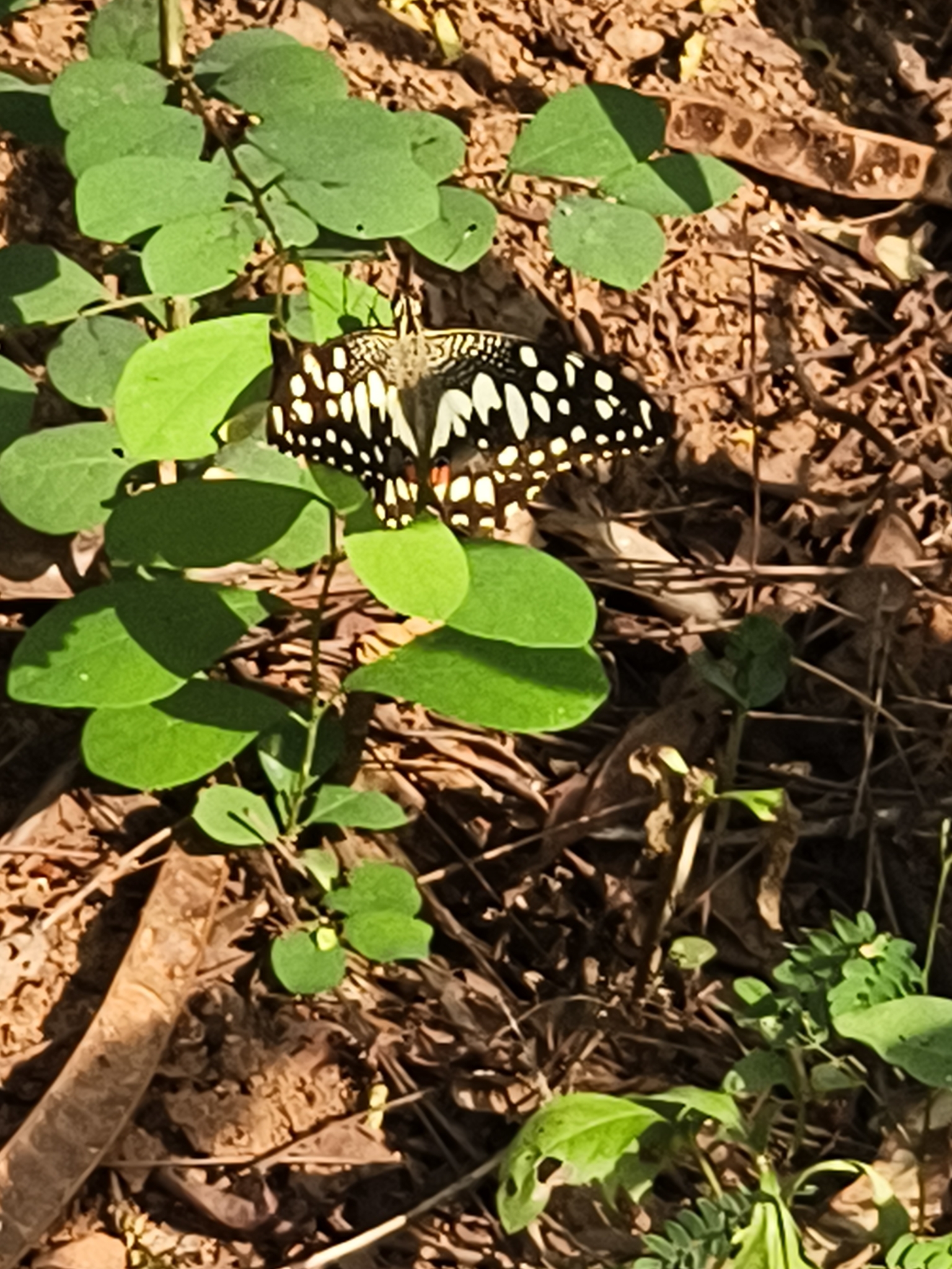 Lime Swallowtail