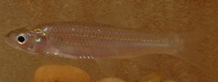 Notropis shumardi