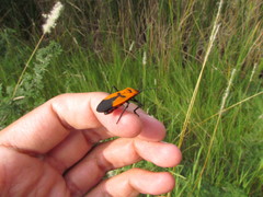 Oncopeltus varicolor