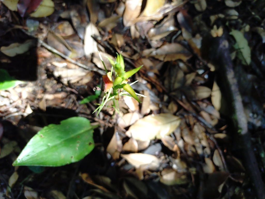 Cryptostylis arachnites