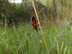 Oncopeltus varicolor