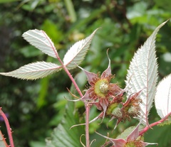Rubus pedunculosus