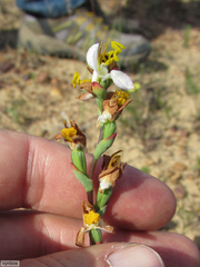 Disa flexuosa